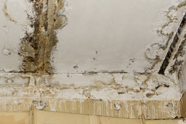  , KS Mold Prevention & Removal Pros